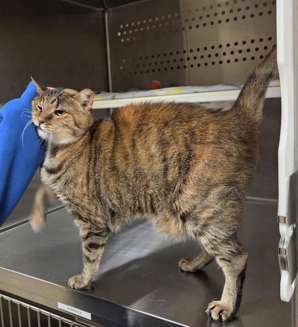 Enlarge Amia, a Adoptable mixed breed in Elizabethtown, KY image 5/6