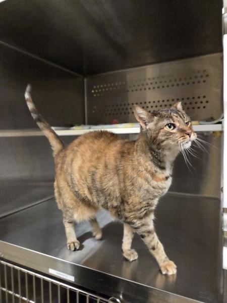 Enlarge Amia, a Adoptable mixed breed in Elizabethtown, KY image 6/6