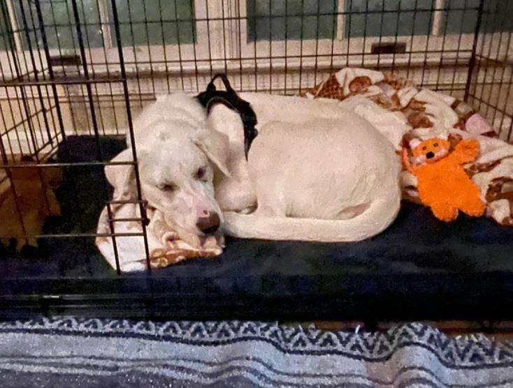 Enlarge Einstein, a Adoptable mixed breed in Columbia, MD image 2/4