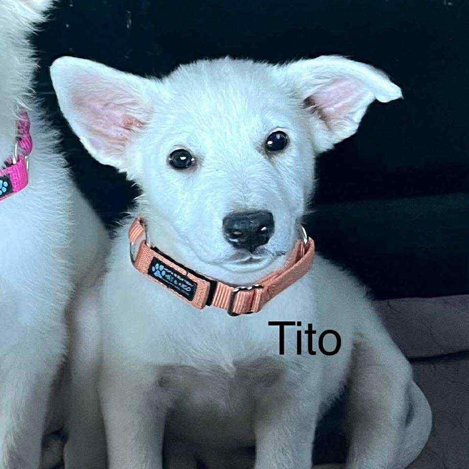 Tito CS, Adoptable, Puppy Male Great Pyrenees & White German Shepherd.