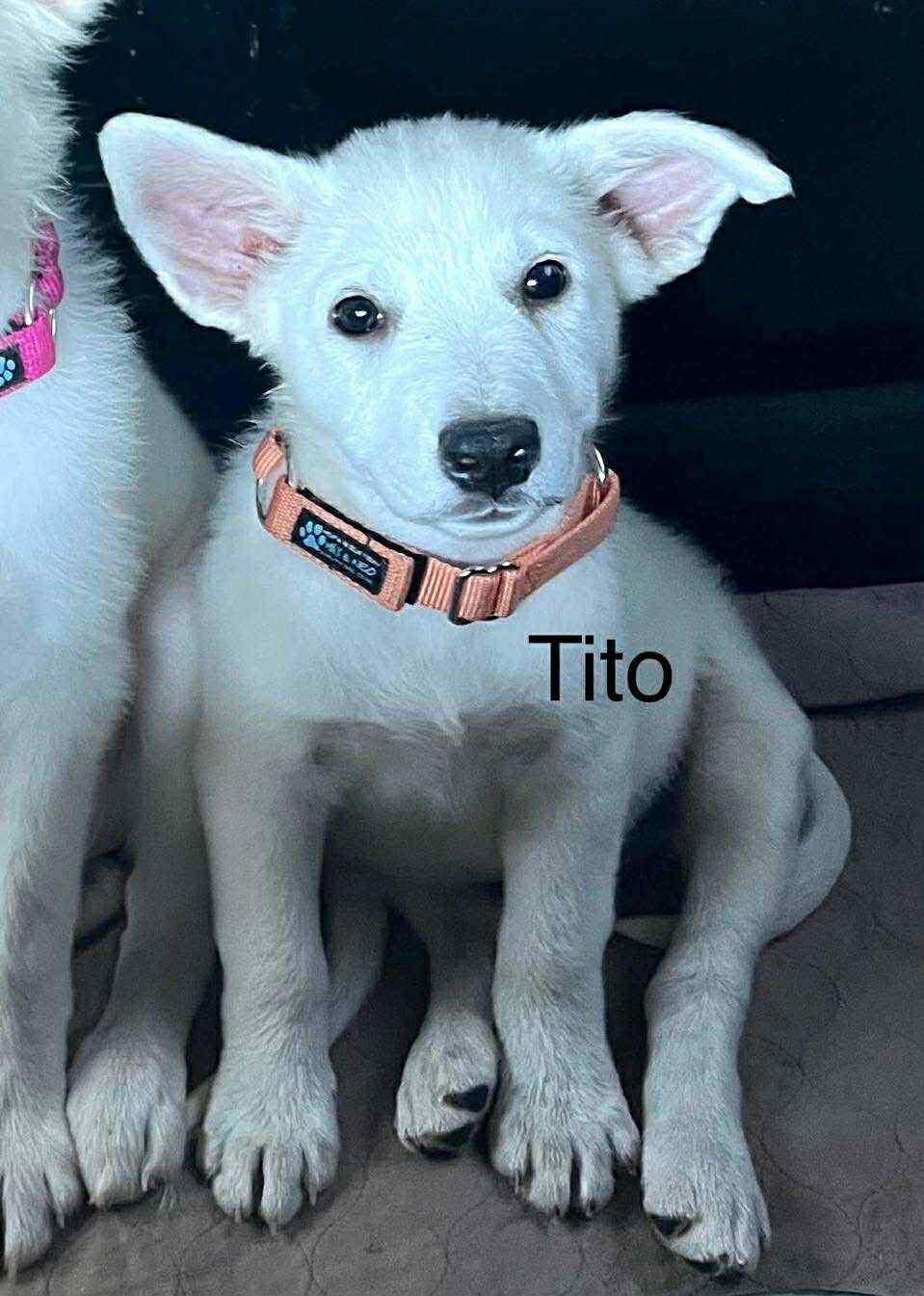 Tito Cs