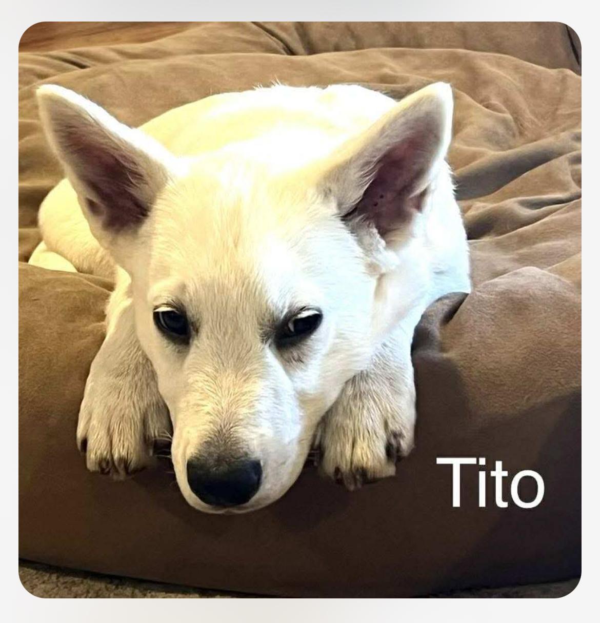 Enlarge Tito CS, a Adoptable mixed breed in Columbia, MD image 2/5