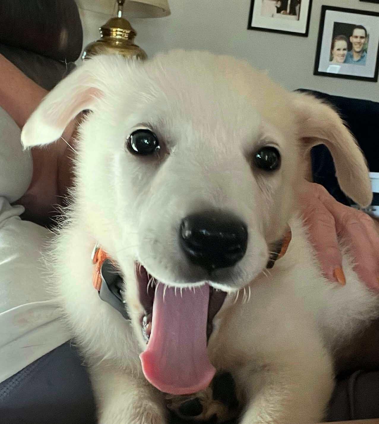 Enlarge Tito CS, a Adoptable mixed breed in Columbia, MD image 4/5