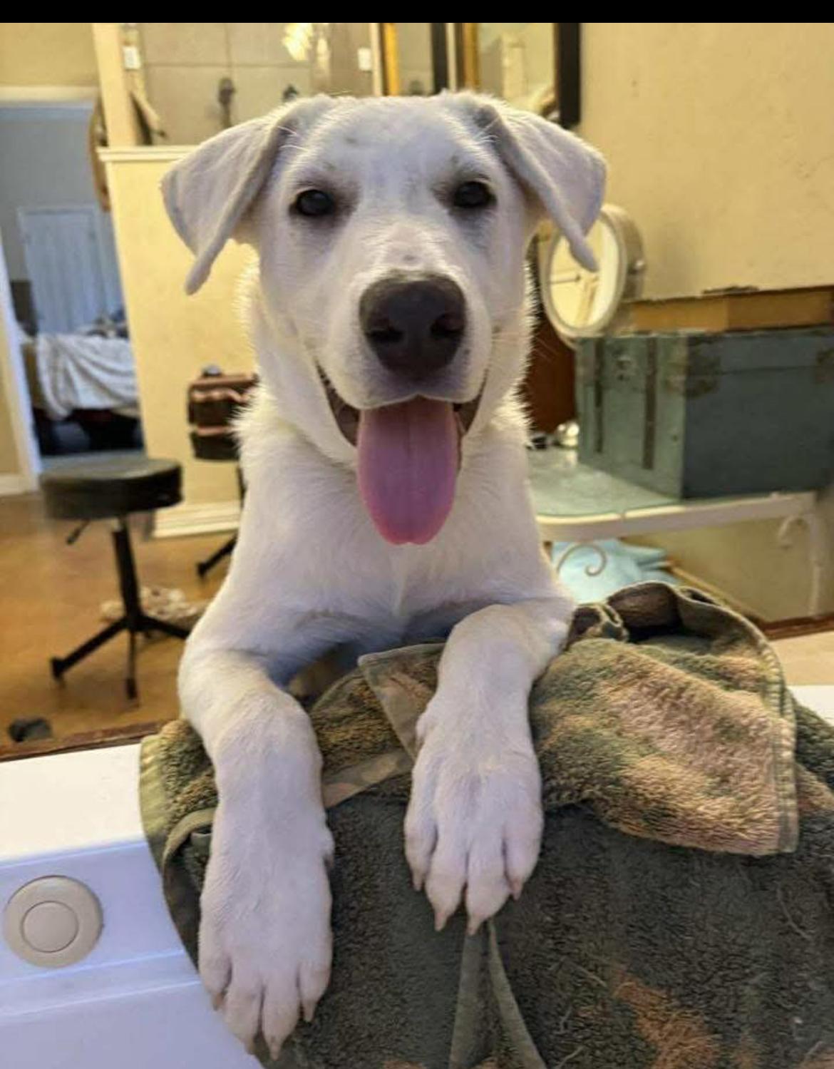 Einstein, Adoptable, Young Male Great Pyrenees & White German Shepherd.