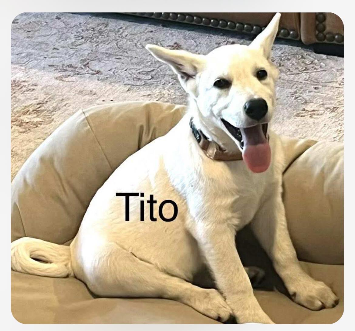 Enlarge Tito CS, a Adoptable mixed breed in Columbia, MD image 1/5