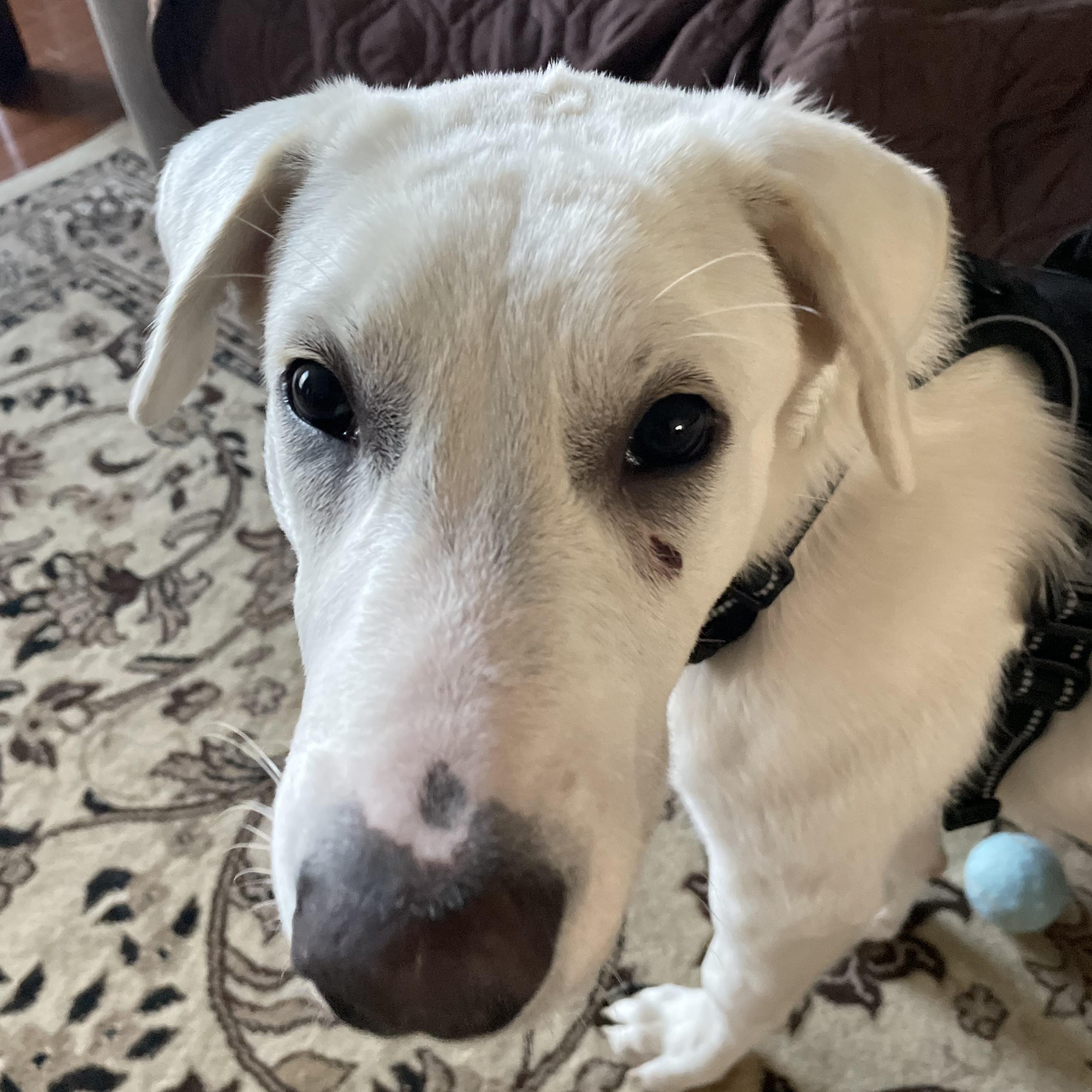 Enlarge Einstein, a Adoptable mixed breed in Columbia, MD image 4/4