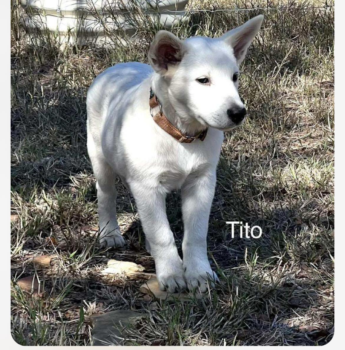 Enlarge Tito CS, a Adoptable mixed breed in Columbia, MD image 5/5