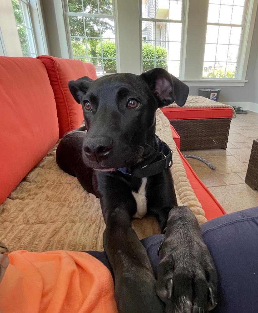Luffy reduced fee, Adoptable, Young Male Mixed Breed.