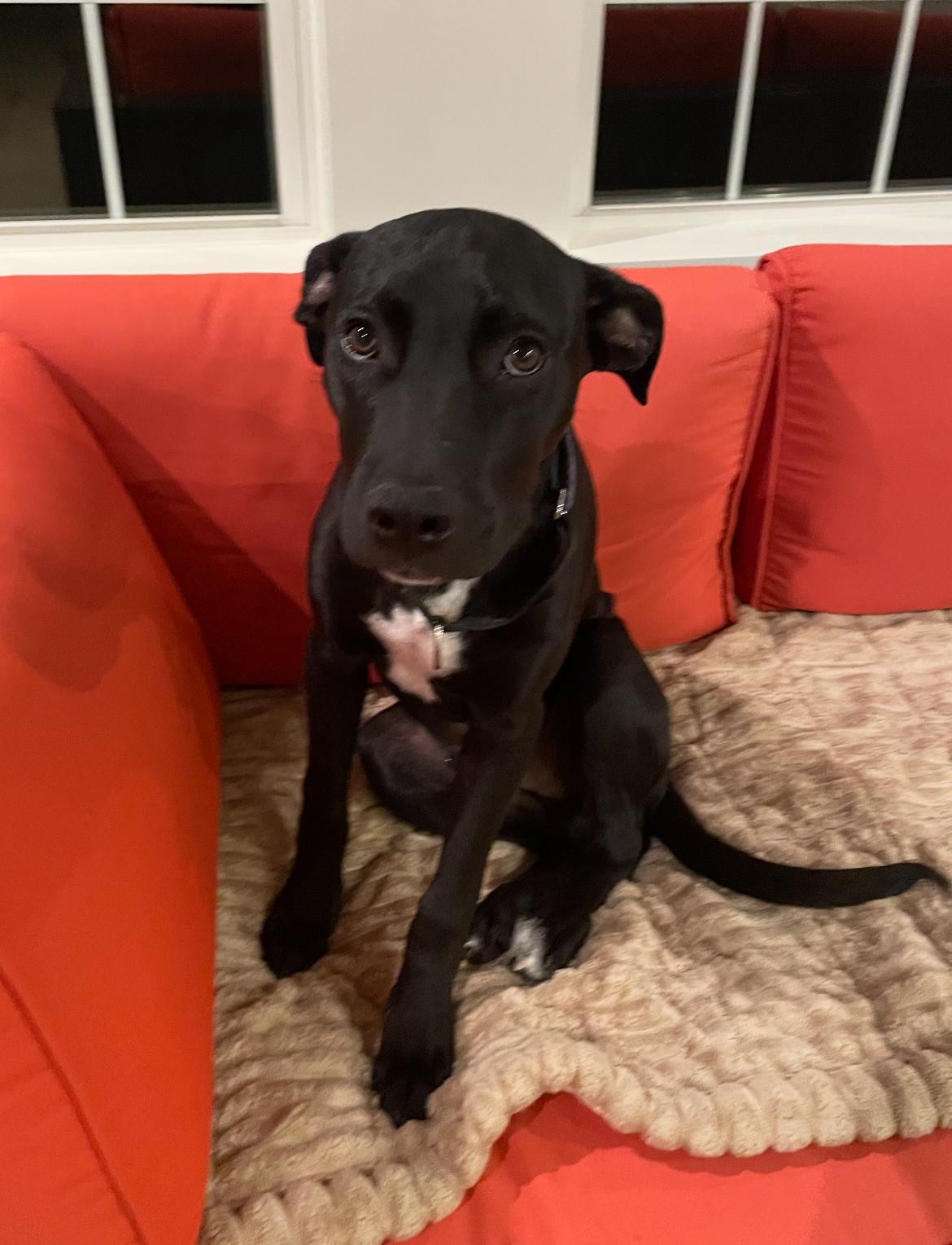 Luffy reduced fee, a Adoptable mixed breed in Columbia, MD image 3/6