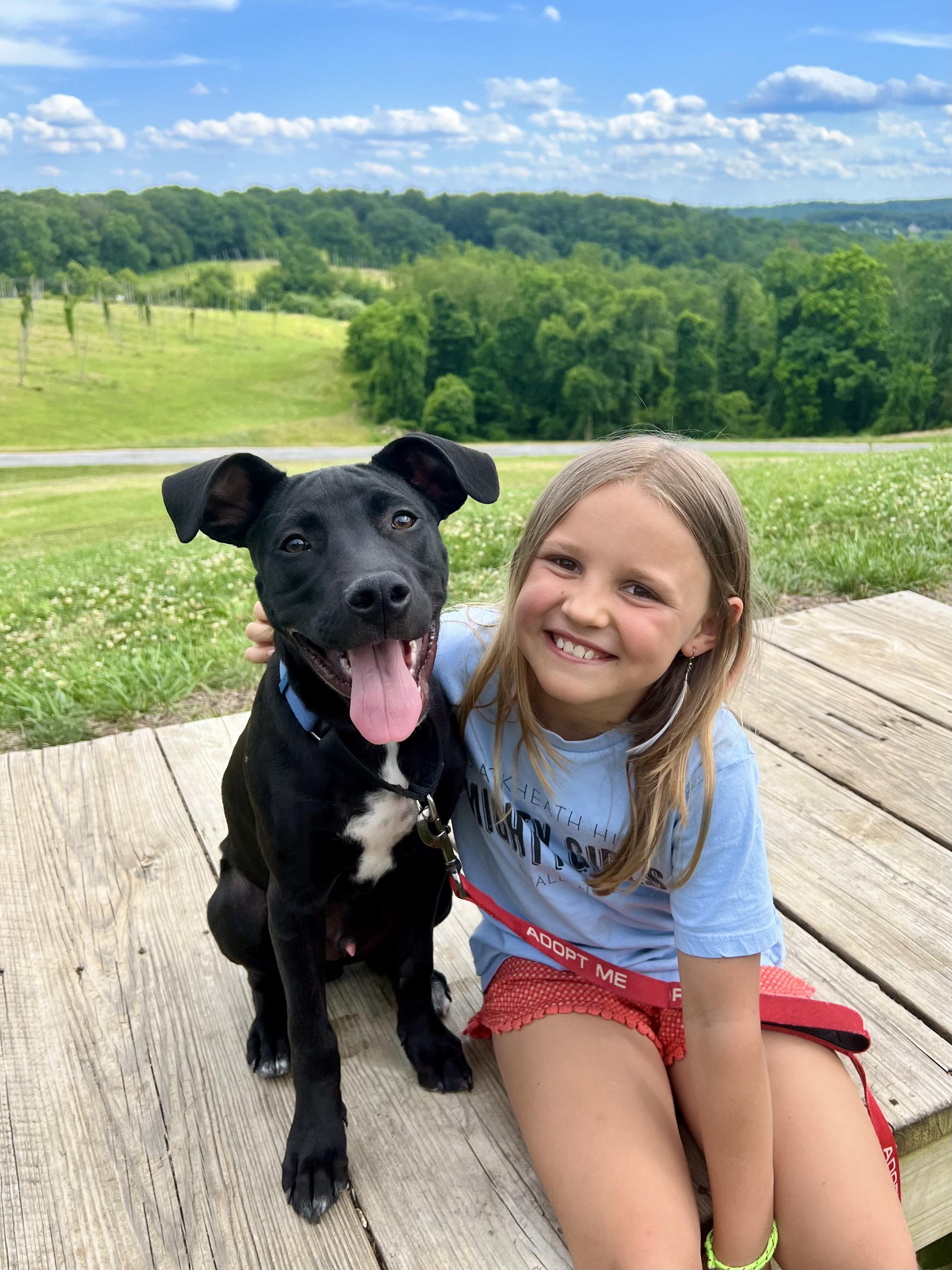 Luffy, a Adoptable mixed breed in Columbia, MD image 1/6