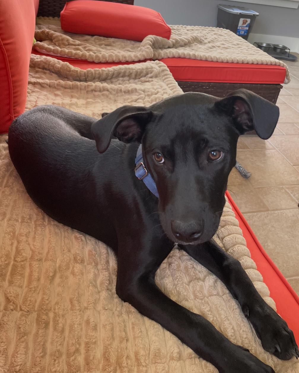 Luffy reduced fee, a Adoptable mixed breed in Columbia, MD image 2/6