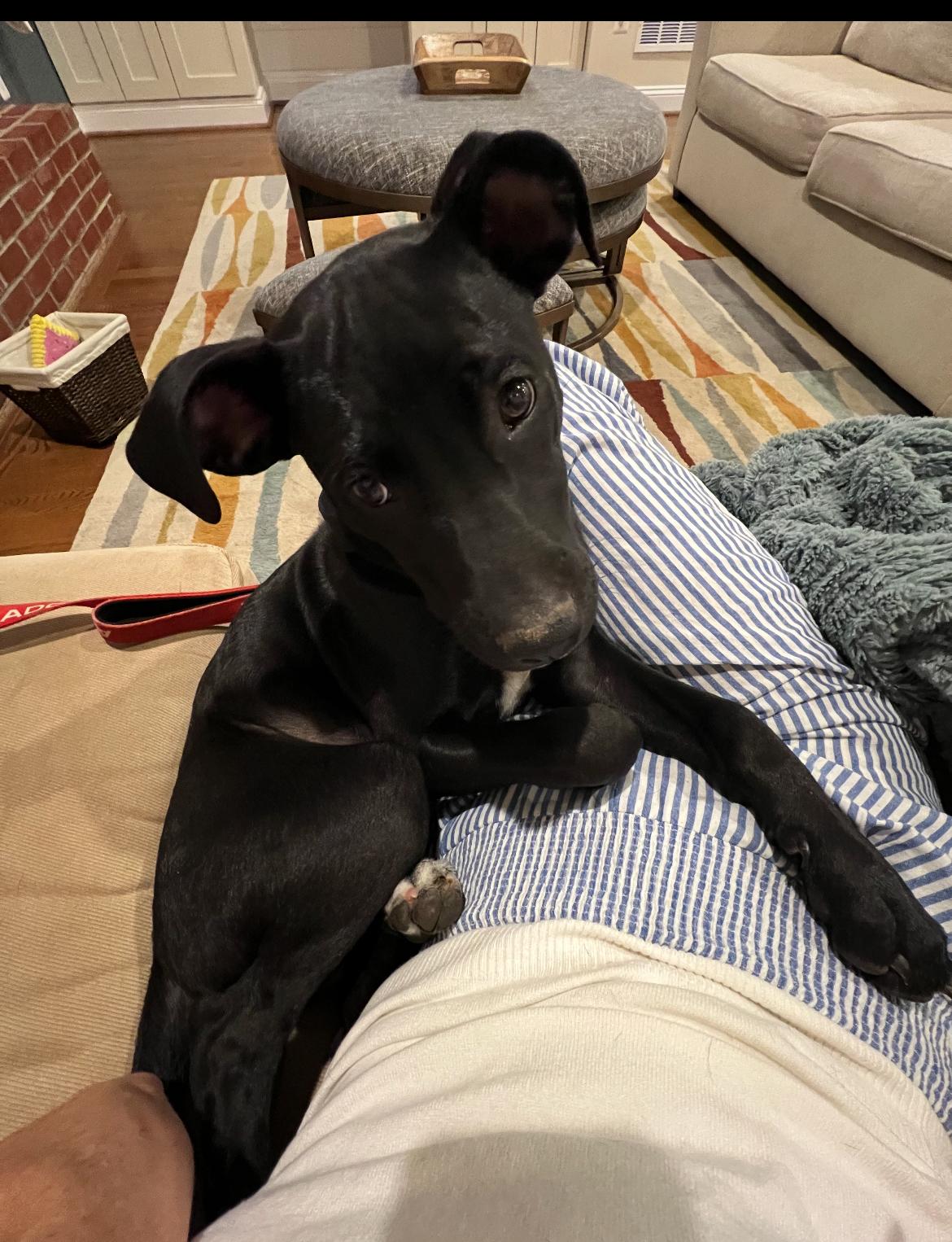 Luffy, a Adoptable mixed breed in Columbia, MD image 5/6