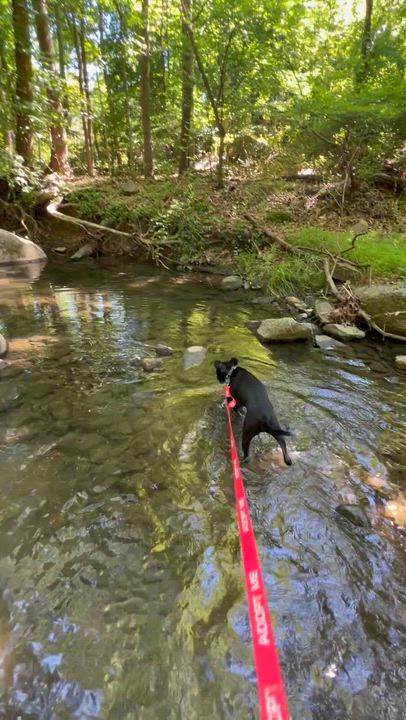 Enlarge Luffy, a Adoptable mixed breed in Columbia, MD video 6/6