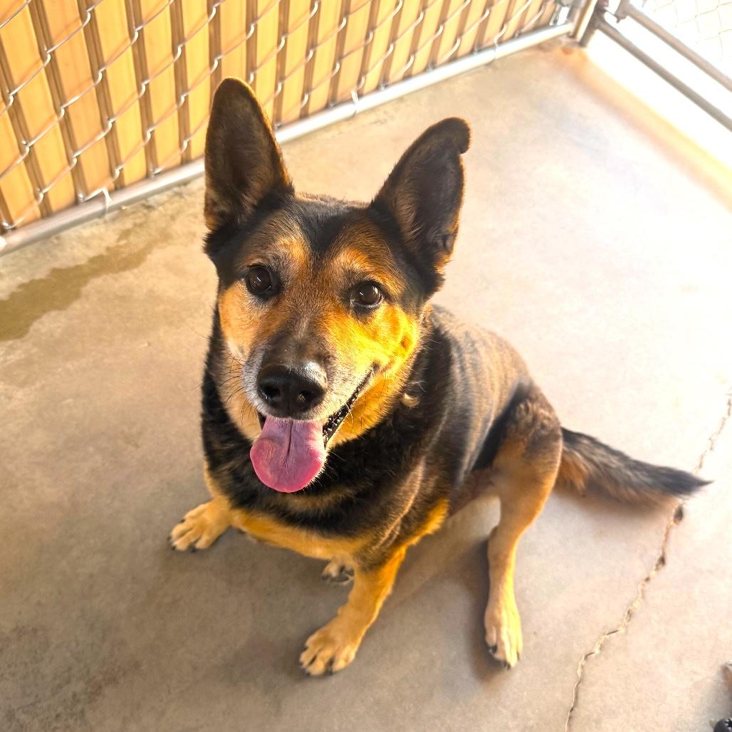 ZERO, Adoptable, Senior Male German Shepherd Dog & Terrier.