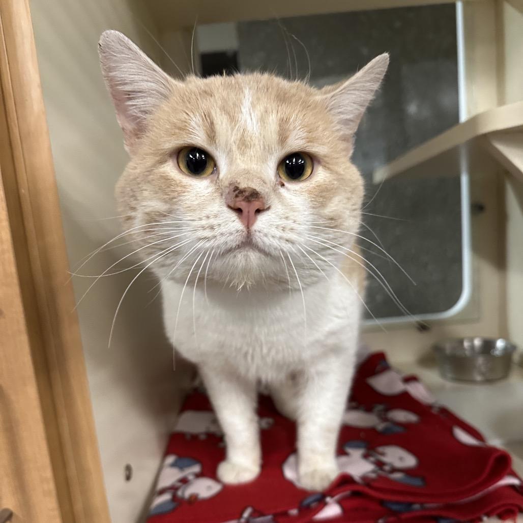 Enlarge McQueen, a Adoptable Domestic Short Hair in Hinsdale, IL image 1/1