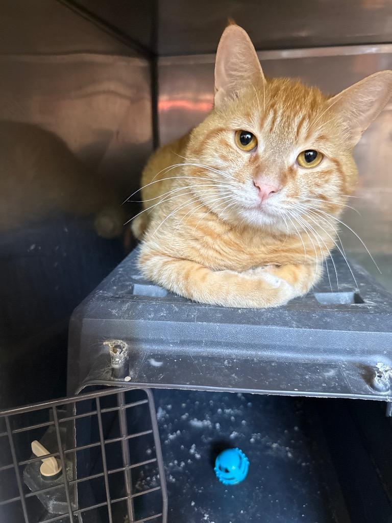 HuckleBerry, Adoptable, Young Male Domestic Short Hair.