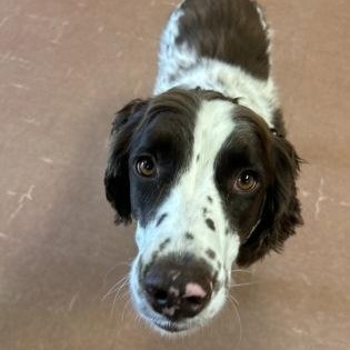 Dakota, adopted, Adult Male Pointer & English Springer Spaniel.