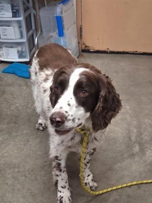 Dakota, an adopted mixed breed in Rapid City, SD image 2/2