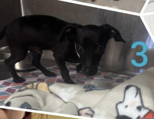 Gnocchi, Adoptable, Puppy Male Dachshund & Chihuahua.