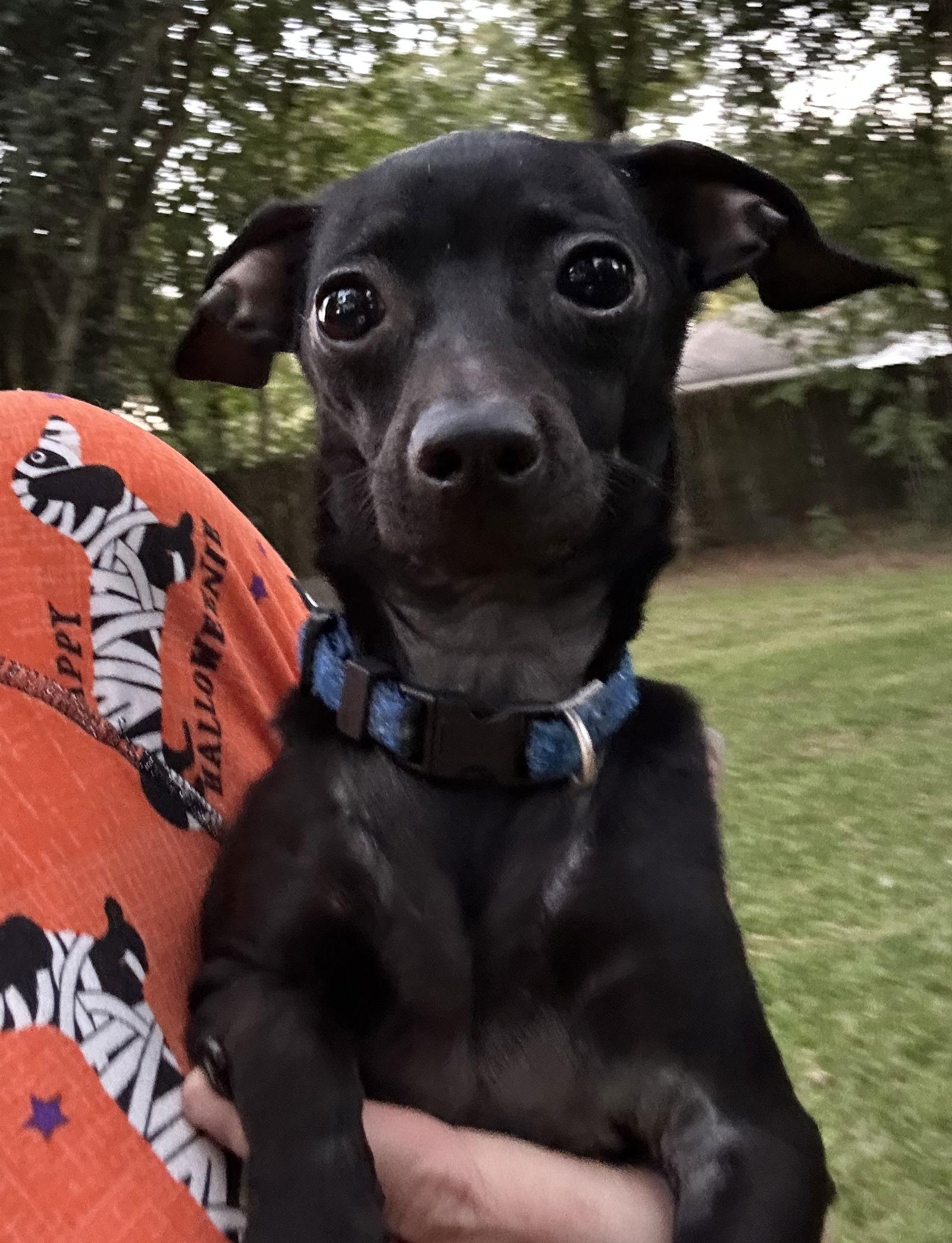 Enlarge Gnocchi, a Adoptable mixed breed in Pearland, TX image 2/3