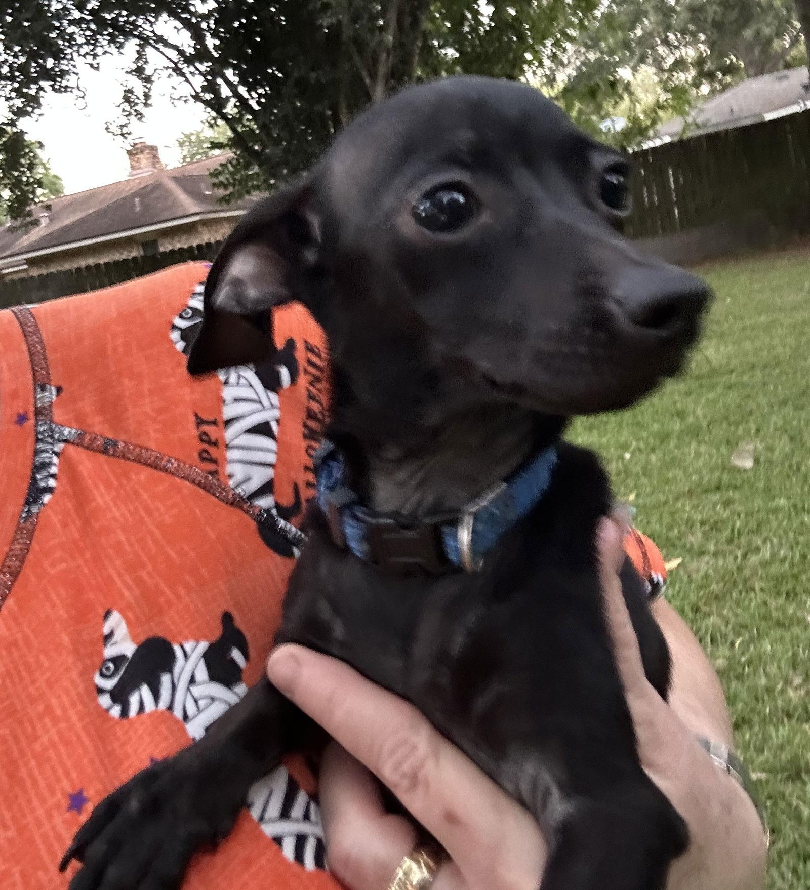 Enlarge Gnocchi, a Adoptable mixed breed in Pearland, TX image 3/3