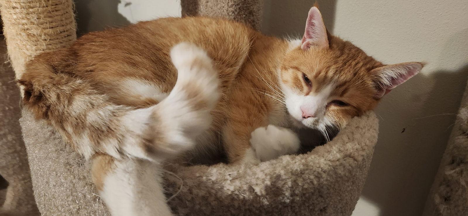 Oliver (FKA Gillion), Adoptable, Adult Male Domestic Short Hair.