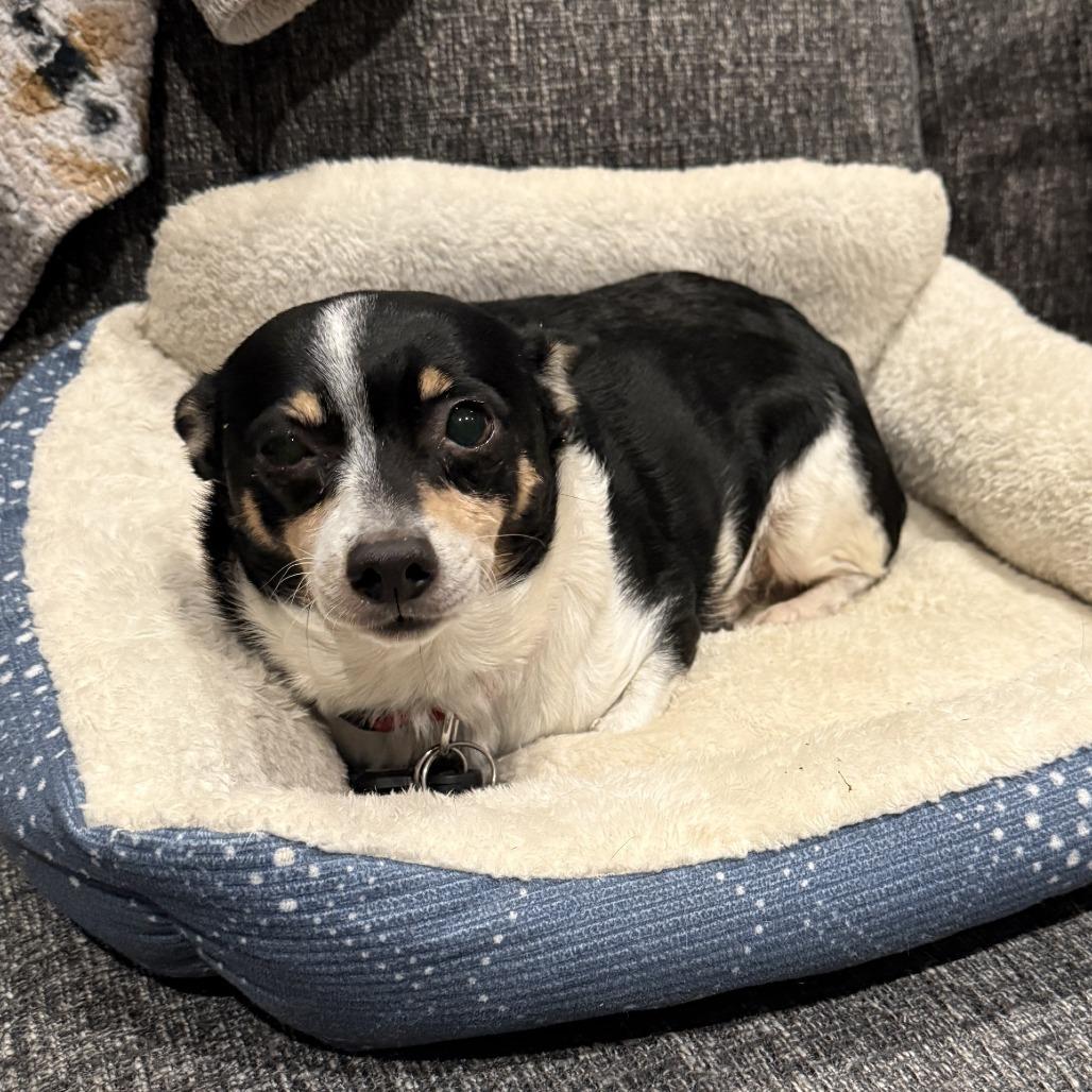 Scharme, Adoptable, Adult Male Chihuahua.