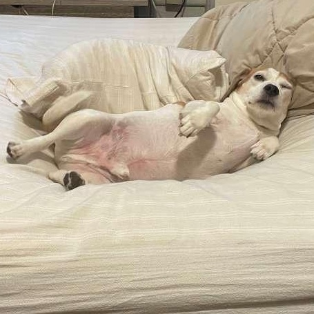 Kilo, a ADOPTABLE Beagle in New York, NY image 5/6