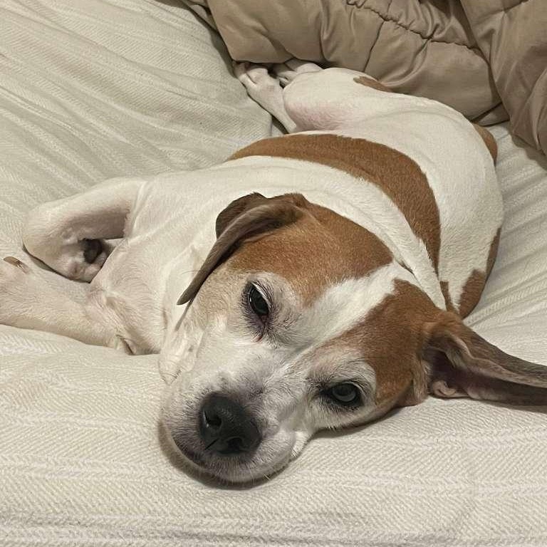 Kilo, a ADOPTABLE Beagle in New York, NY image 2/6