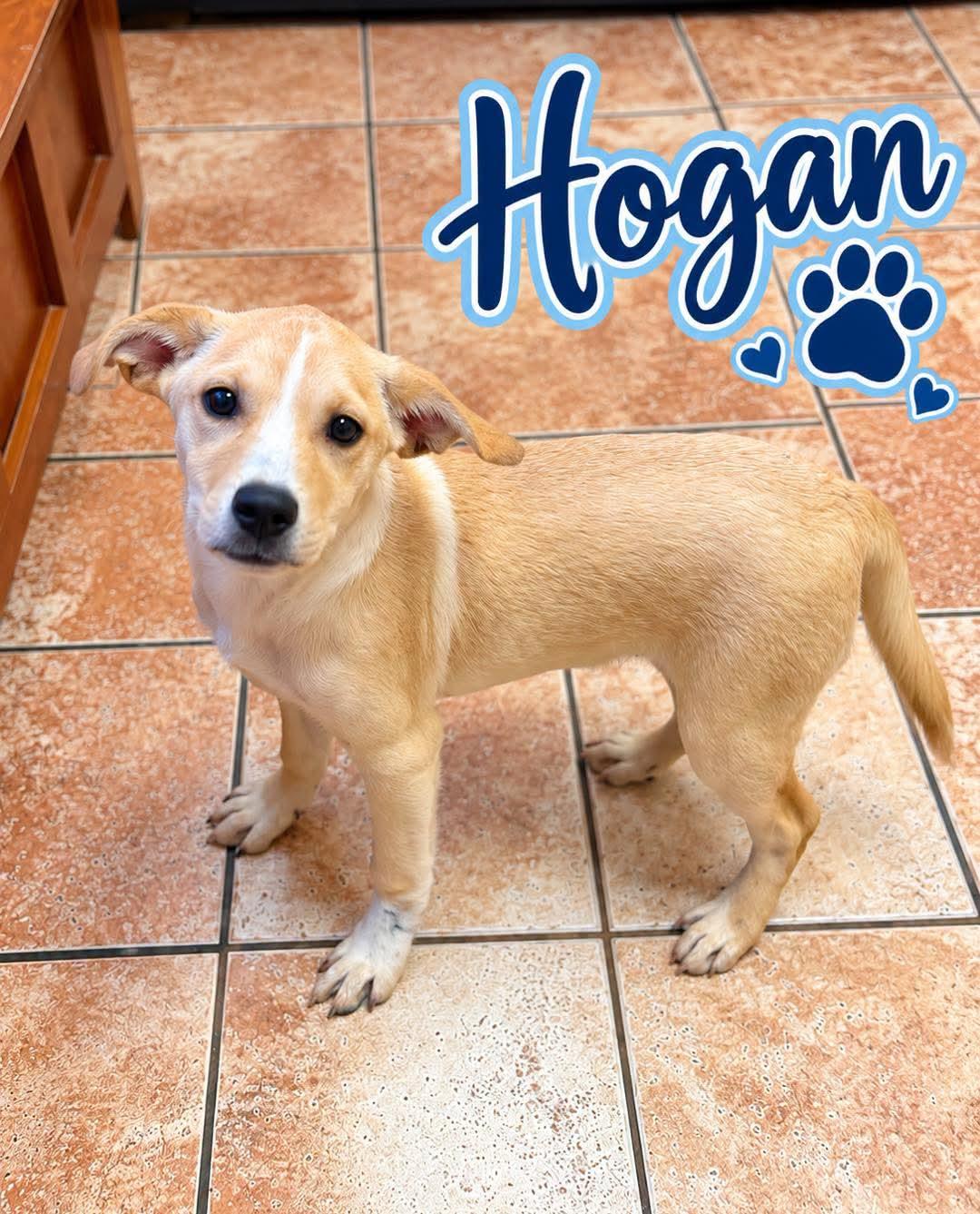 Hulk Hogan, Adoptable, Young Male Labrador Retriever.