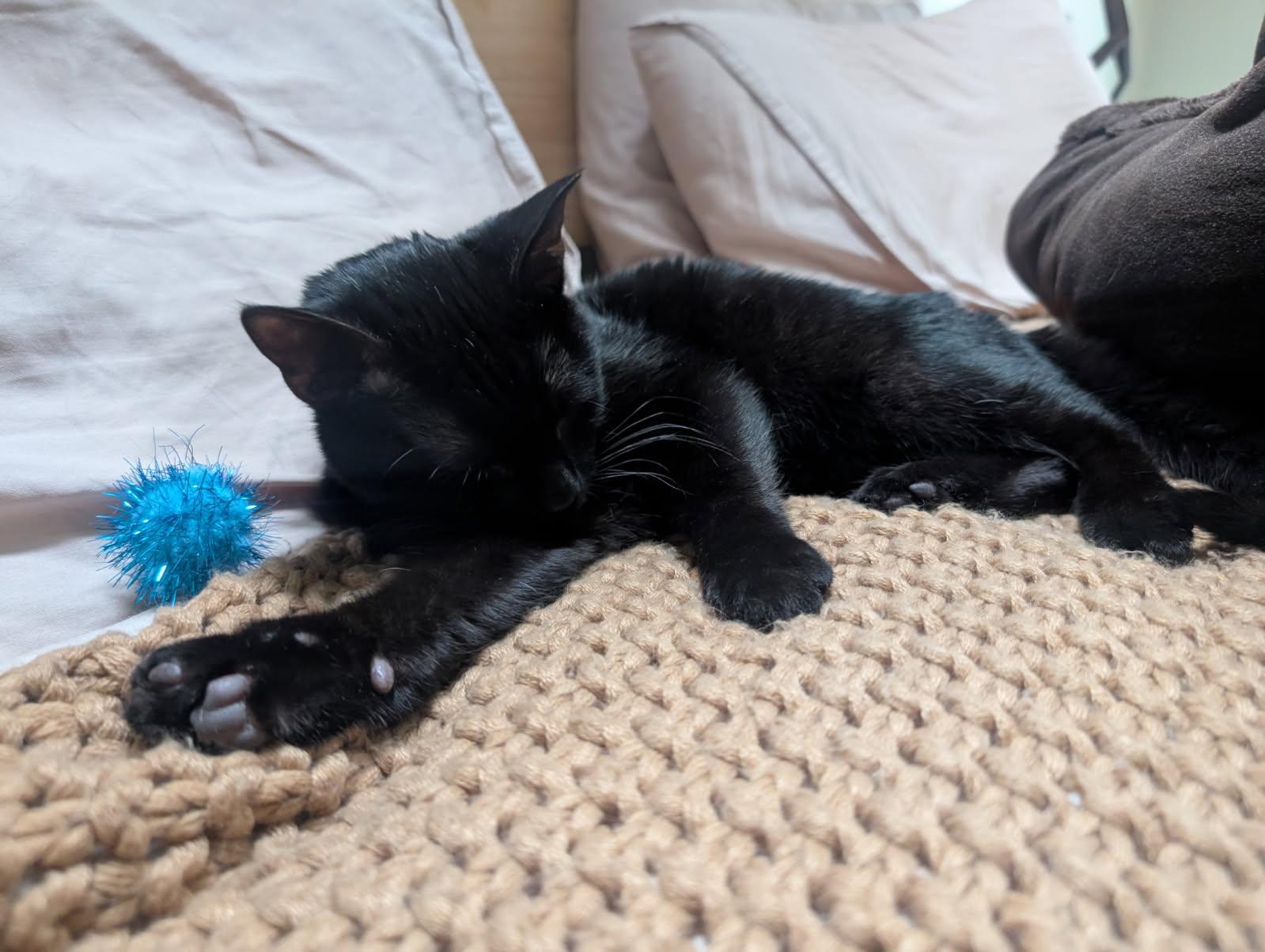 Enlarge Poppins, a Adoptable Domestic Short Hair in Akron, OH image 1/3