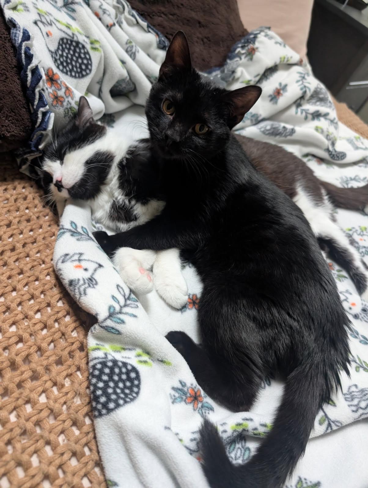 Enlarge Poppins, a Adoptable Domestic Short Hair in Akron, OH image 3/3