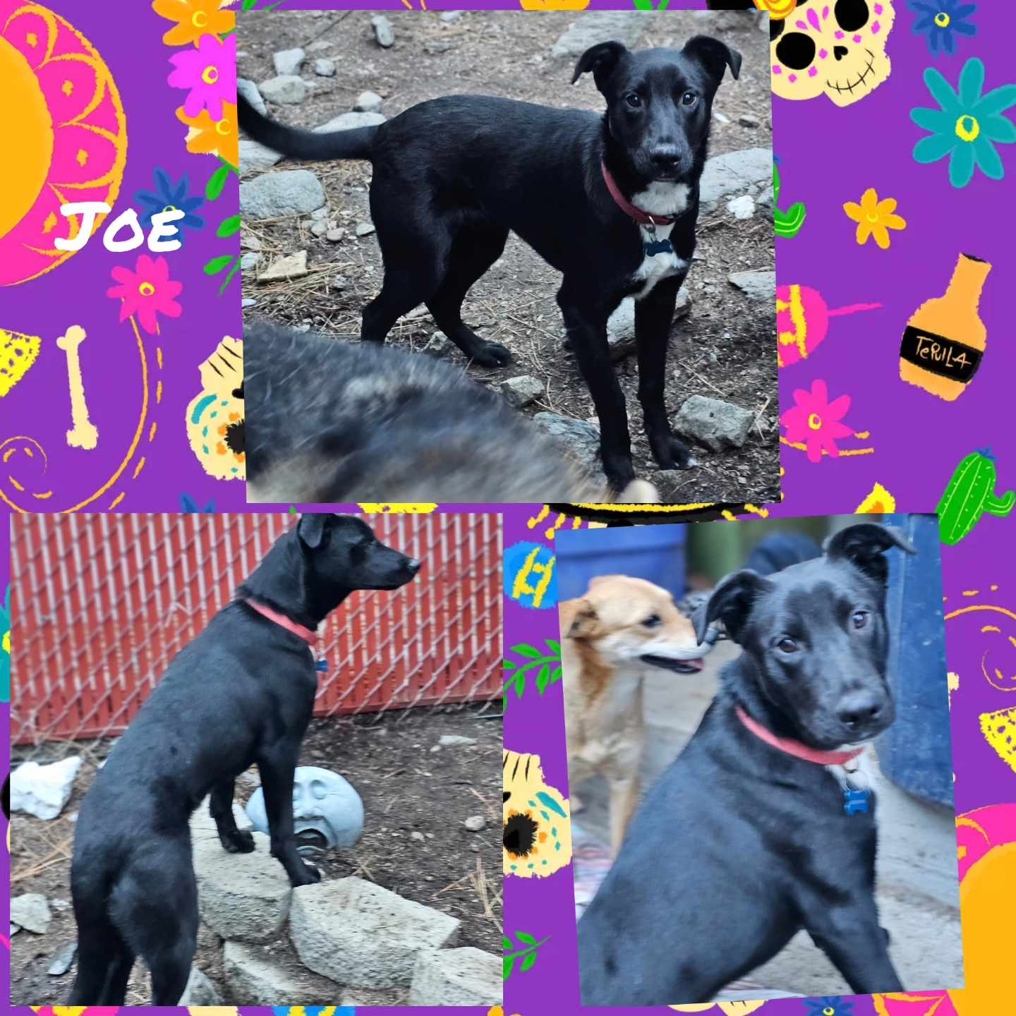 Jack, Young Male Border Collie