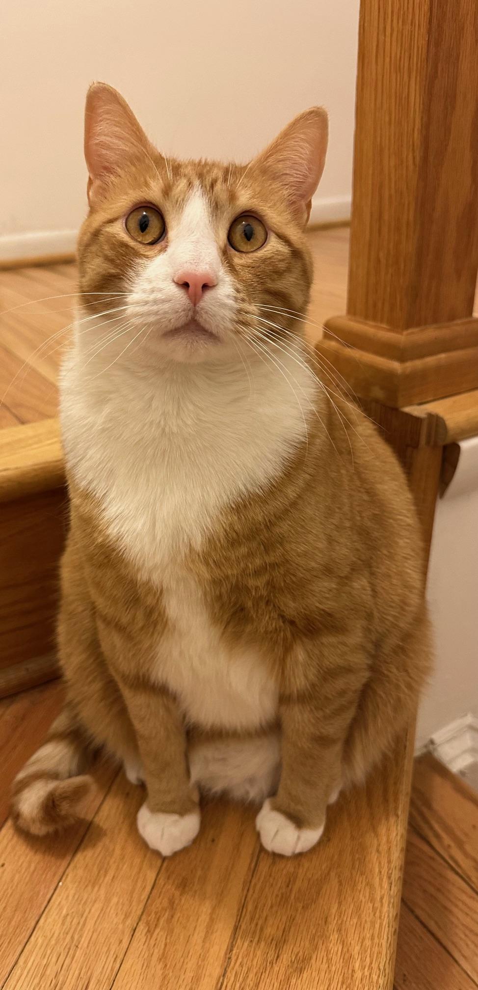 Enlarge Simba, a Adoptable mixed breed in Baltimore, MD image 1/6