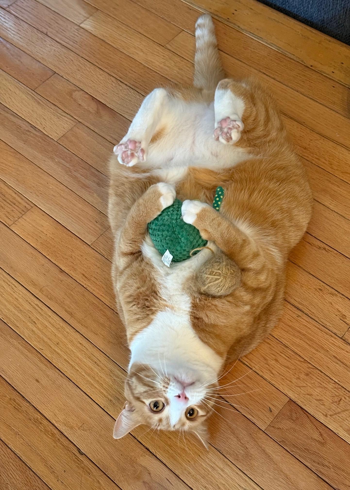 Enlarge Simba, a Adoptable mixed breed in Baltimore, MD image 3/5