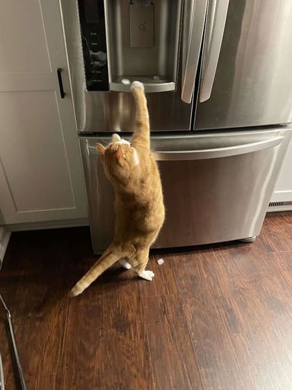 Enlarge Simba, a Adoptable mixed breed in Baltimore, MD image 2/6