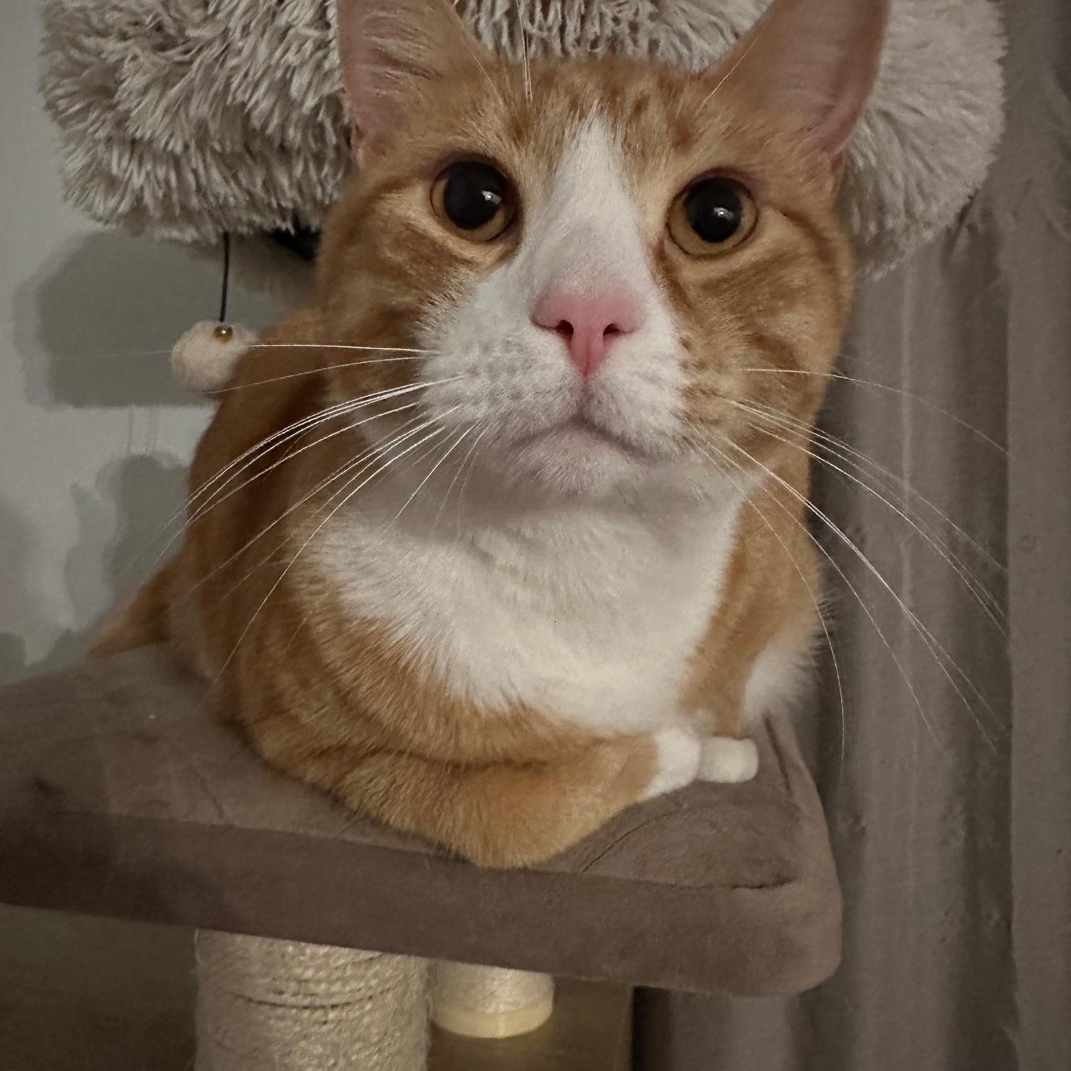 Enlarge Simba, a Adoptable mixed breed in Baltimore, MD image 5/6