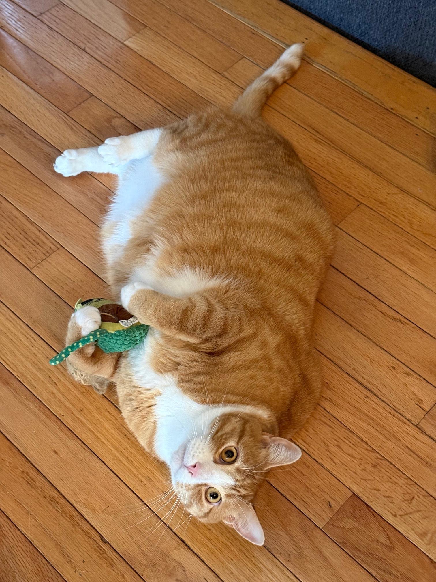 Enlarge Simba, a Adoptable mixed breed in Baltimore, MD image 4/5