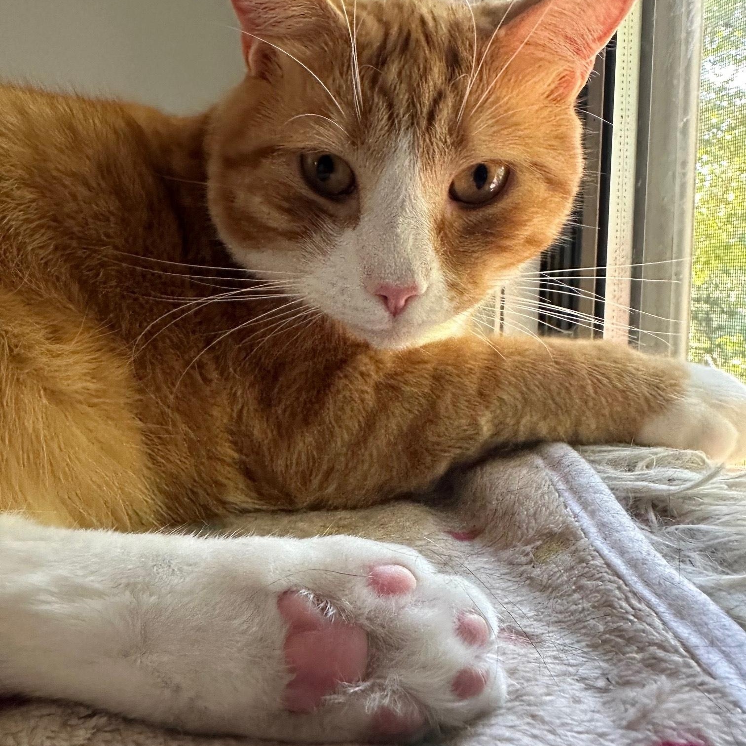 Enlarge Simba, a Adoptable mixed breed in Baltimore, MD image 2/5