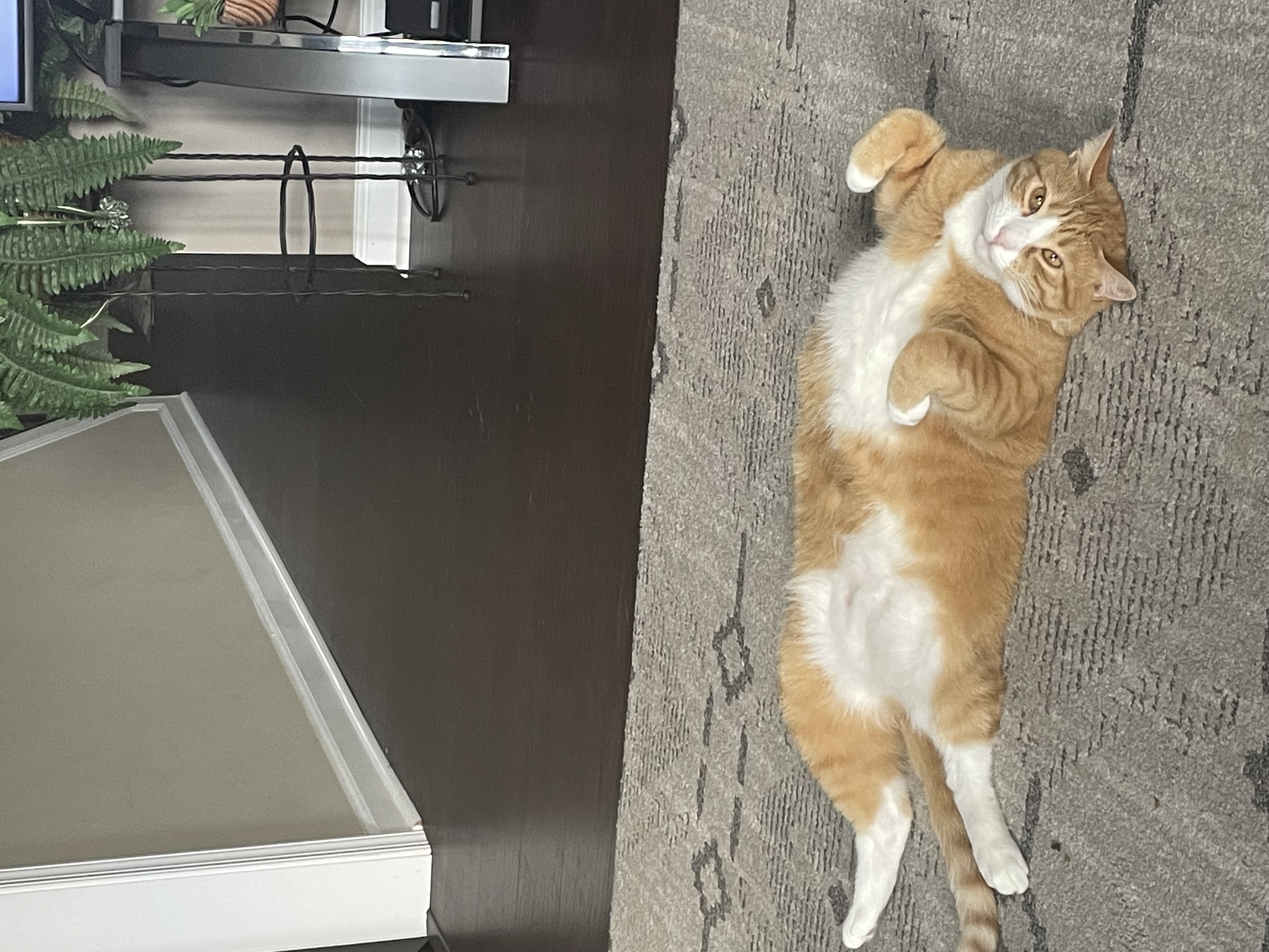 Enlarge Simba, a Adoptable mixed breed in Baltimore, MD image 6/6