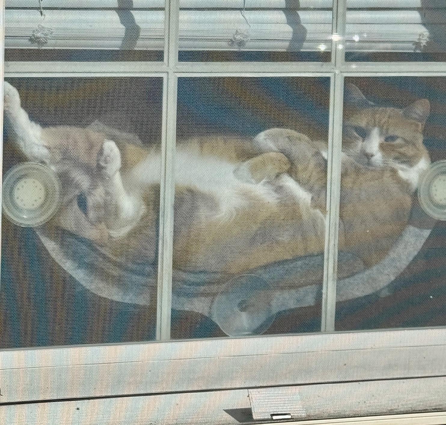 Enlarge Simba, a Adoptable mixed breed in Baltimore, MD image 5/5