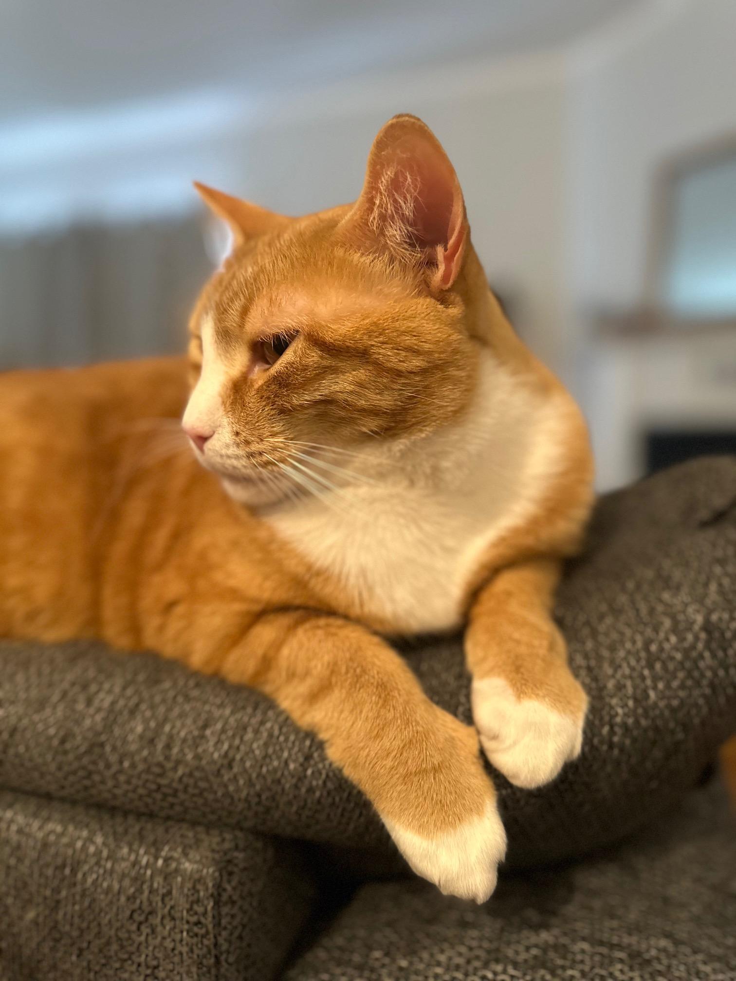 Enlarge Simba, a Adoptable mixed breed in Baltimore, MD image 4/6