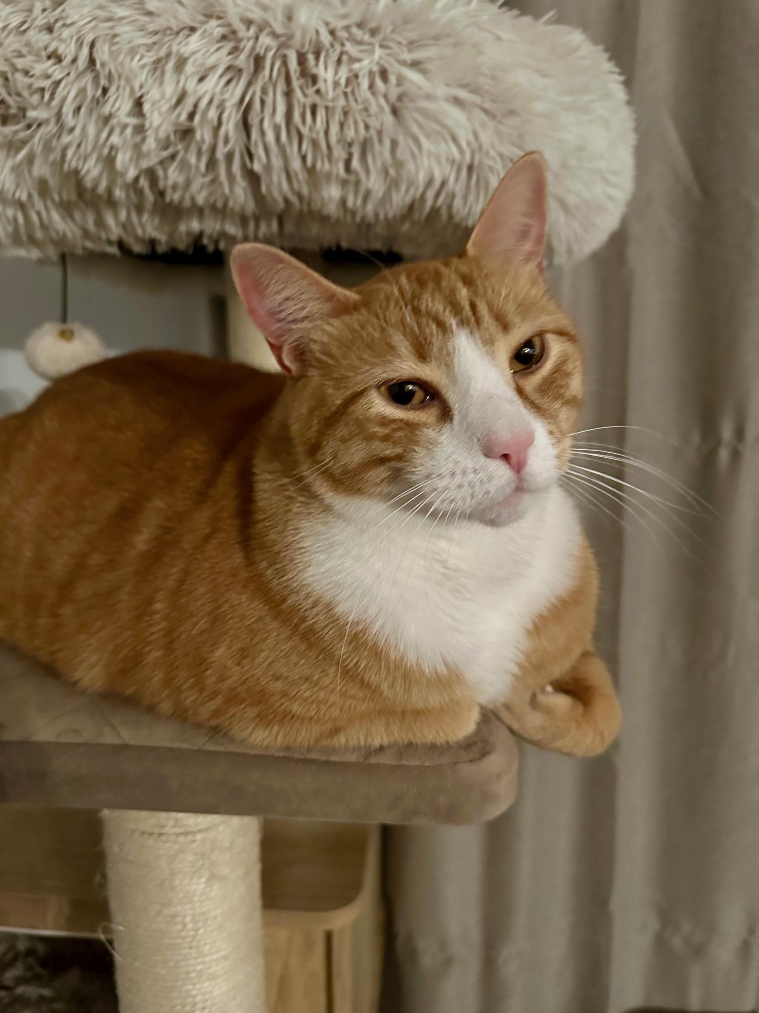 Enlarge Simba, a Adoptable mixed breed in Baltimore, MD image 3/6