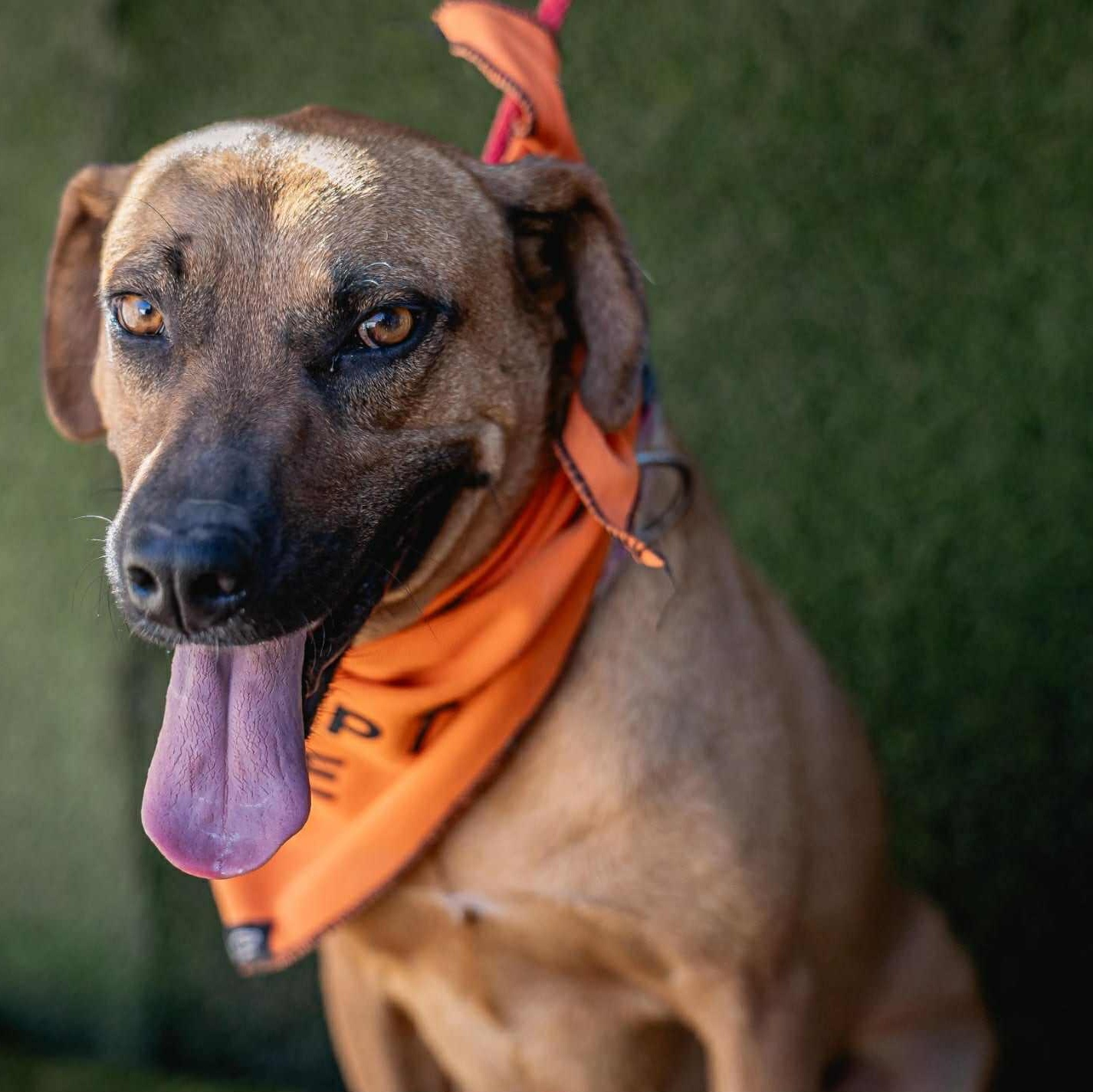 Shakira, a Adoptable mixed breed in Bend, OR image 4/5