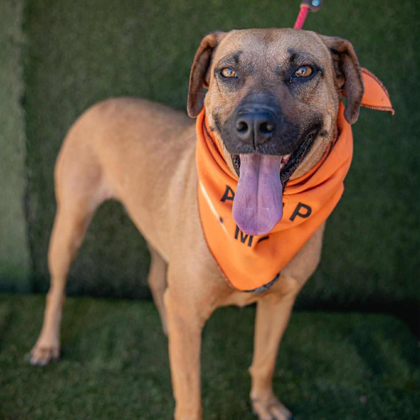 Shakira, a Adoptable mixed breed in Bend, OR image 3/5
