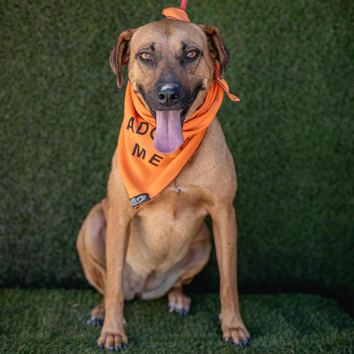 Shakira, an adoptable Rhodesian Ridgeback in Bend, OR, 97701 | Photo Image 5