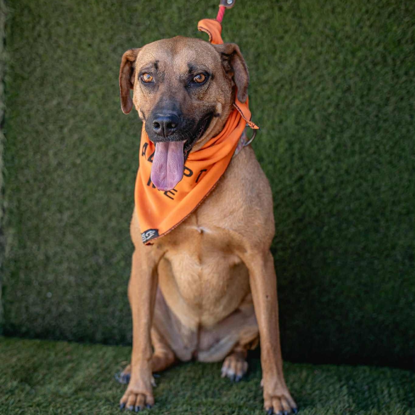 Shakira, a Adoptable mixed breed in Bend, OR image 2/5