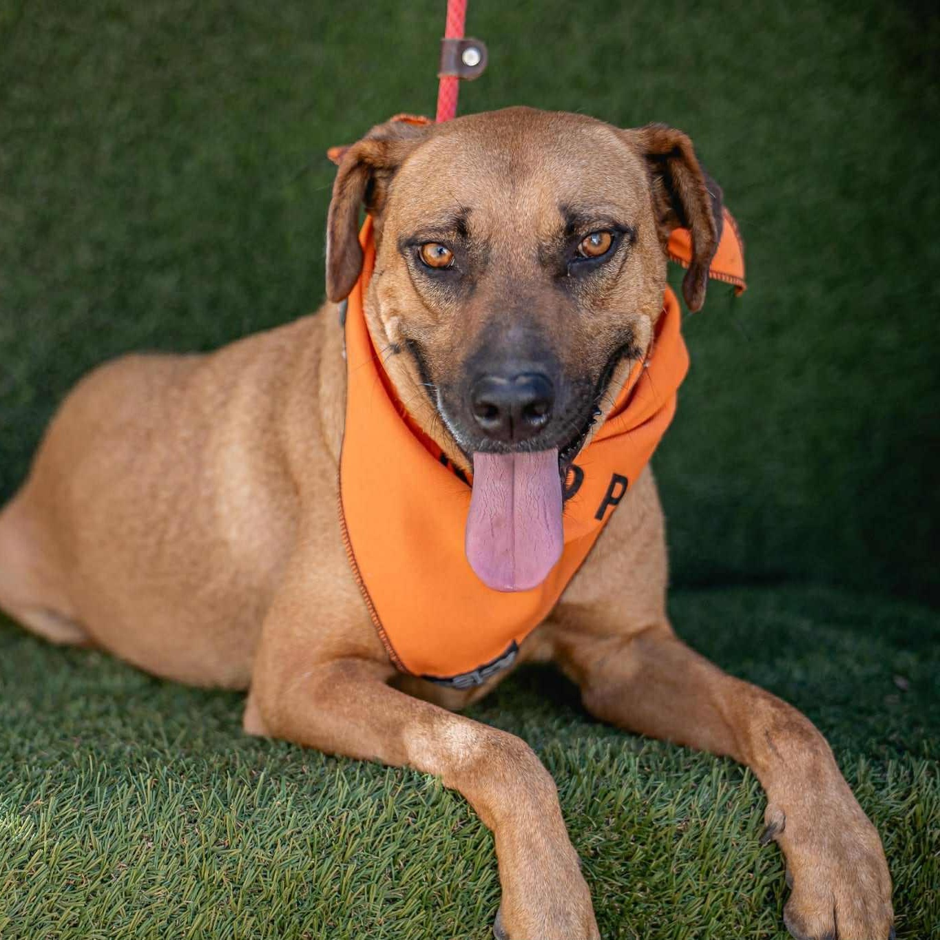 Shakira, Adoptable, Young Female Rhodesian Ridgeback.