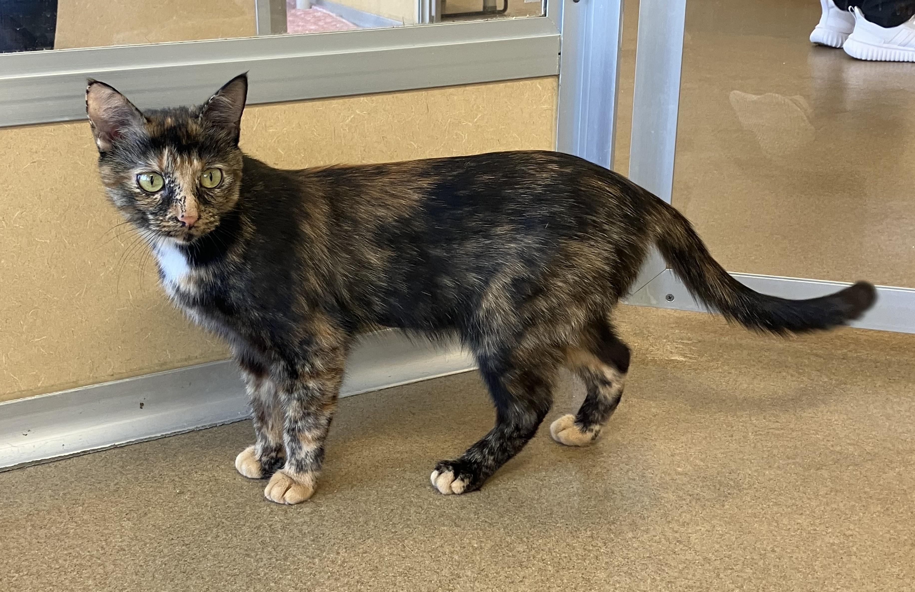 Enlarge Patti LaBelle, an adoptable Domestic Short Hair in Eatontown, NJ image 1/3