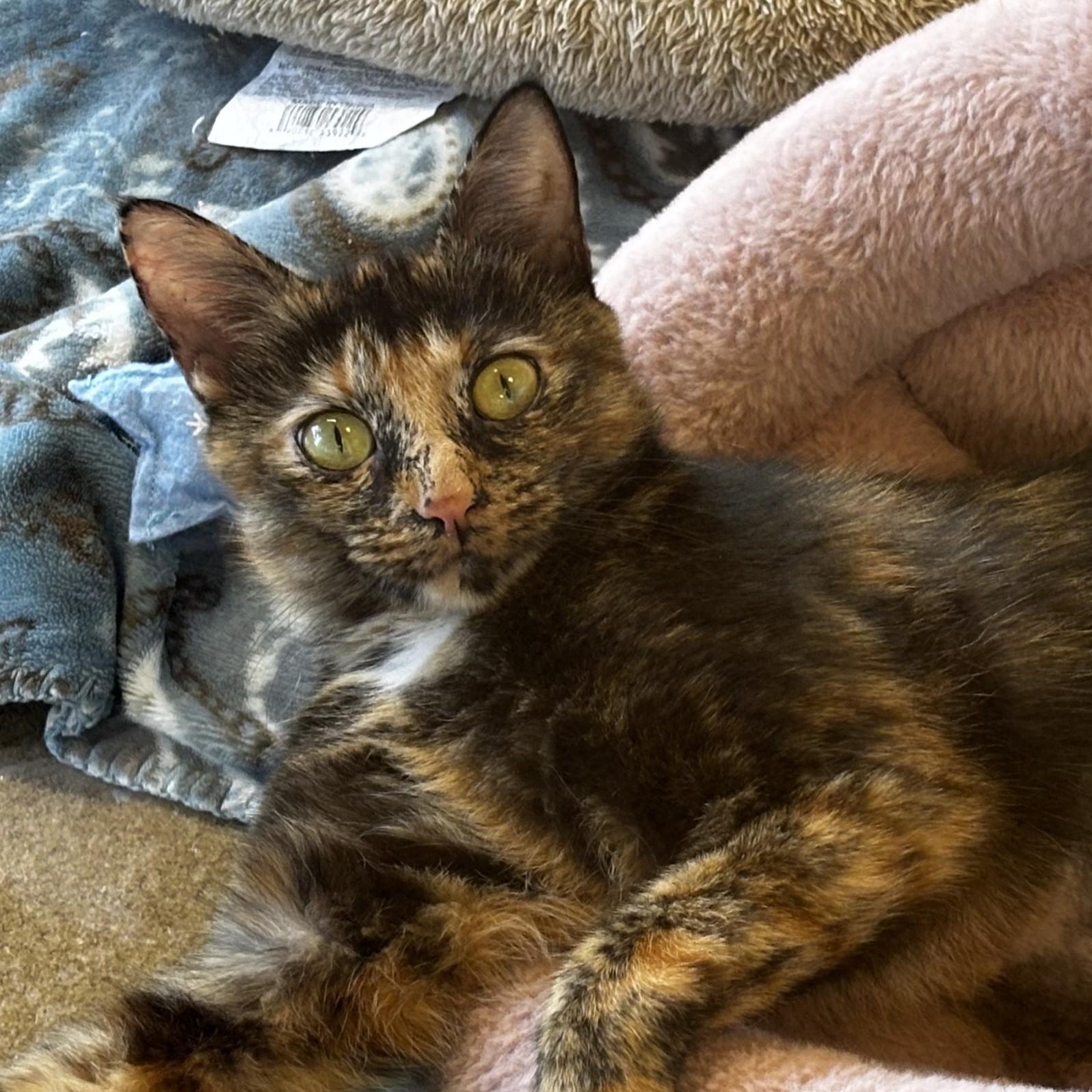 Enlarge Patti LaBelle, an adoptable Domestic Short Hair in Eatontown, NJ image 2/3